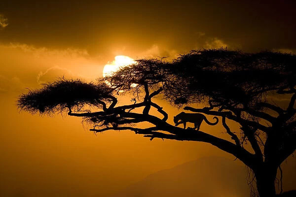 Kenya, Samburu National Reserve. Leopard silhouette in acacia tree