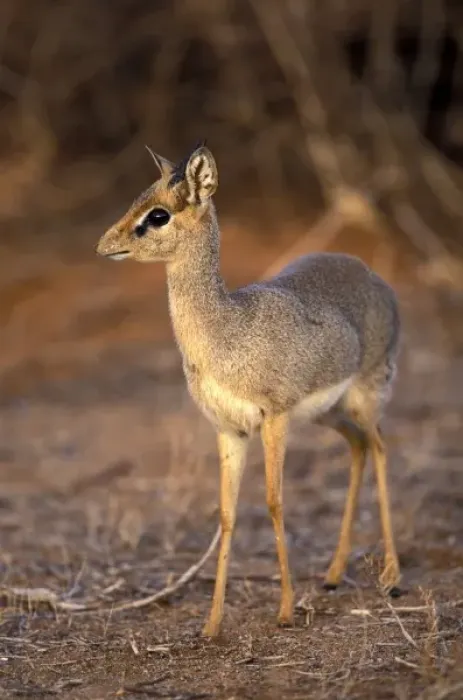 Framed Print : Kenya, Samburu National Reserve. Guenthers Long-Snouted Dik-Dik (Rhynchortragus