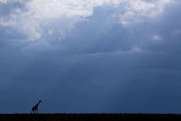 Kenya, Serengeti, Msai Mara. Masai giraffe in front of stormy sky. Endangered species