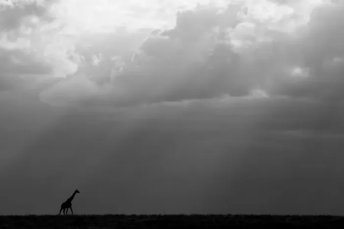 Framed Print : Kenya, Serengeti, Msai Mara. Masai giraffe in front of stormy sky. Endangered species Framed Print : Kenya, Serengeti, Msai Mara. Masai giraffe in front of stormy sky. Endangered species