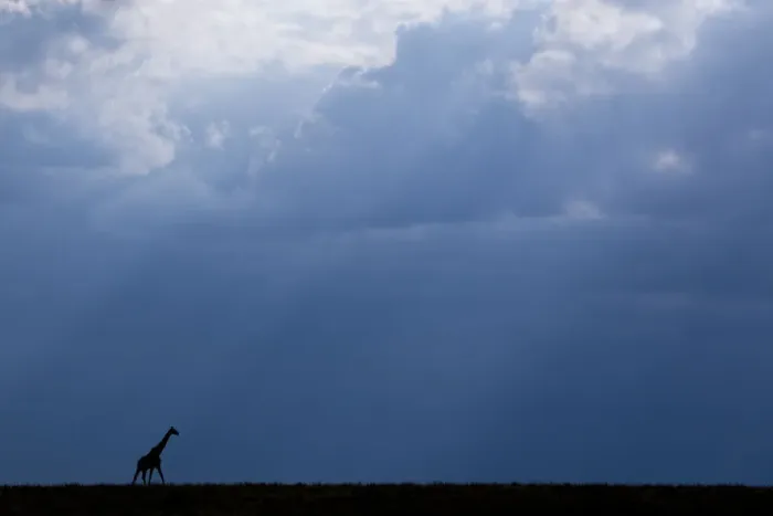 Framed Print : Kenya, Serengeti, Msai Mara. Masai giraffe in front of stormy sky. Endangered species Framed Print : Kenya, Serengeti, Msai Mara. Masai giraffe in front of stormy sky. Endangered species