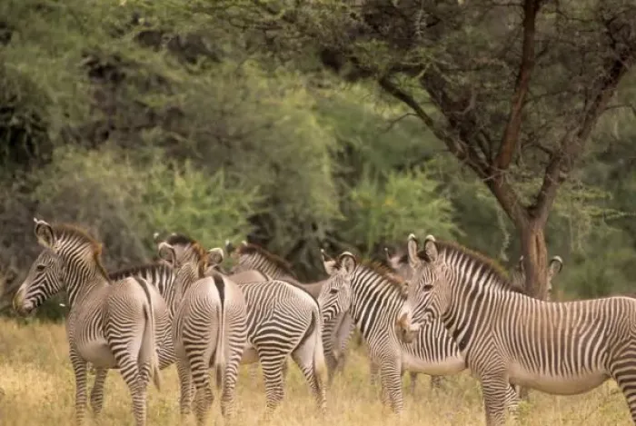 Framed Print : Kenya: Shaba National