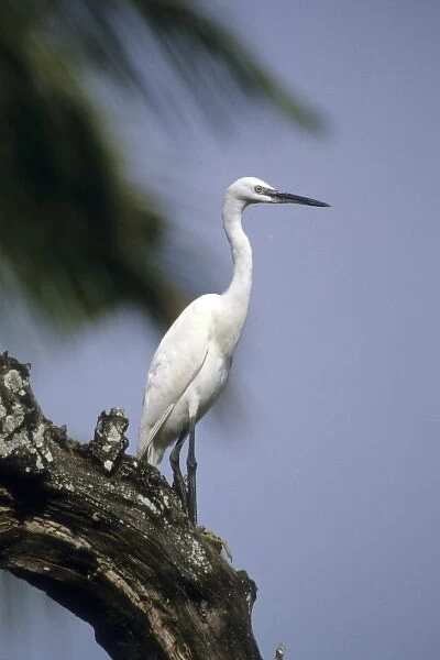 Kenya: Victoria, Rusinga Island, Little egrets on branch (Egretta garzetta)