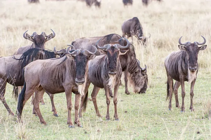 Framed Print : Kenya. Wildebeest group