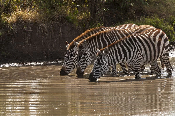 Kenya, Zebra, trio, drinking