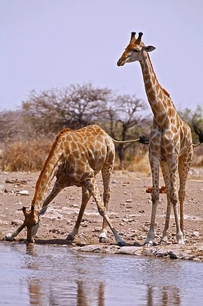 Two Kenyan or Masaii Giraffe drinking at waterhole. Etosha NP, Namibia