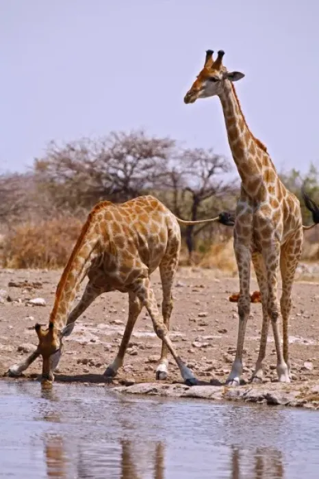 Framed Print : Two Kenyan or Masaii Giraffe drinking at waterhole. Etosha NP, Namibia