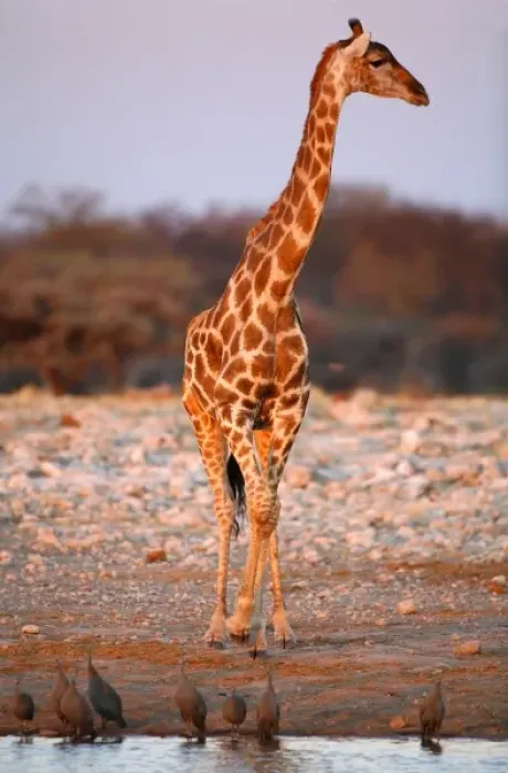 Framed Print : Kenyan or Masaii Giraffe at Waterhole with Guinea Fowl. Etosha NP, Namibia Framed Print : Kenyan or Masaii Giraffe at Waterhole with Guinea Fowl. Etosha NP, Namibia