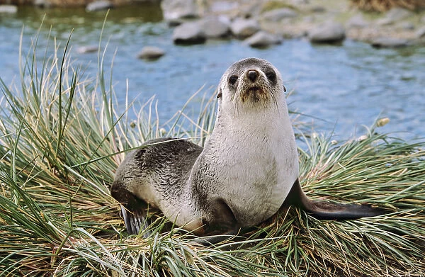 Kerguelen Fur Seal, Antarctic Fur Seal (Arctocephalus gazella) on the Island of South Georgia