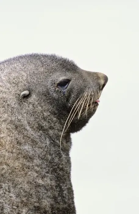 Framed Print : Kerguelen Fur Seal, Antarctic Fur Seal (Arctocephalus gazella) on the Island of South Georgia