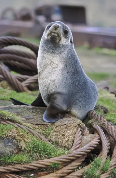 Framed Print : Kerguelen Fur Seal, Antarctic Fur Seal (Arctocephalus gazella) on the Island of South Georgia