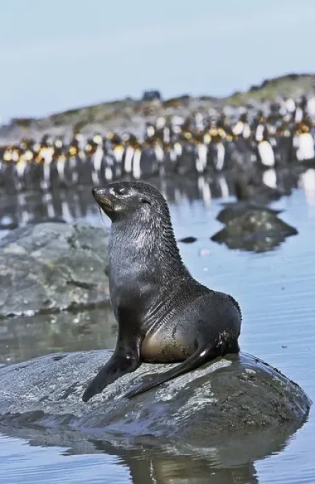 Framed Print : Kerguelen Fur Seal, Antarctic Fur Seal (Arctocephalus gazella) on the Island of South Georgia