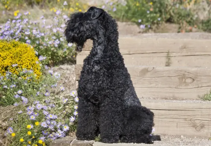 Framed Print : A Kerry Blue Terrier sitting on wooden steps near flowers Framed Print : A Kerry Blue Terrier sitting on wooden steps near flowers