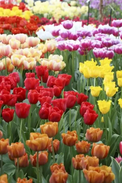 Framed Print : Keukenhof Gardens, Holland, specializes in tulips, crocus and tourism Framed Print : Keukenhof Gardens, Holland, specializes in tulips, crocus and tourism