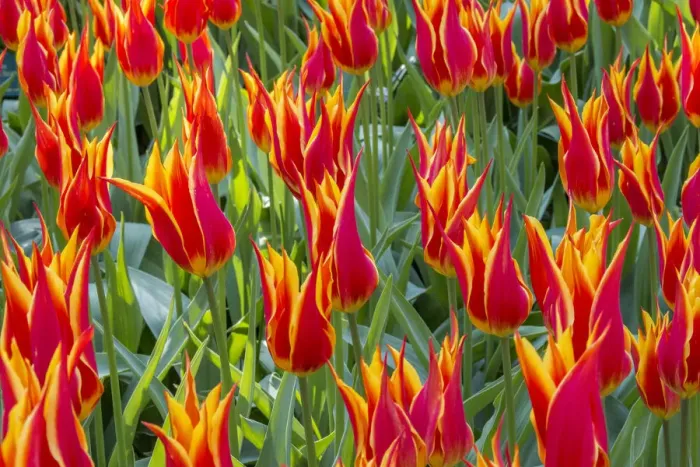 Framed Print : Keukenhof gardens. Netherlands
