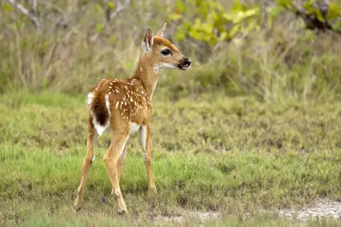 Framed Print : Key Deer fawn, Odocoileus virgianus clavium, National Key Keer Refuge, Big Pine Key