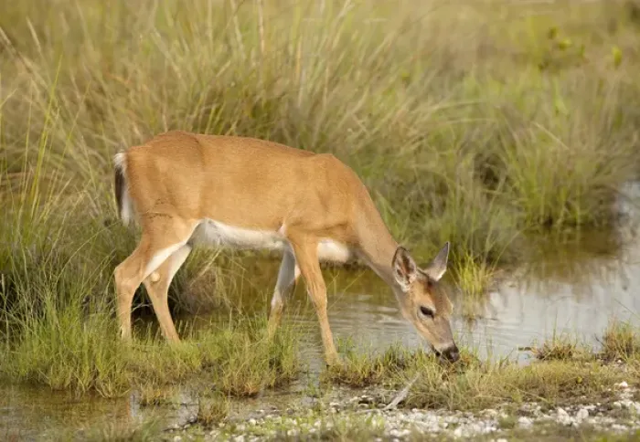Framed Print : Key Deer feeding along freshwater pond, Odocoileus virgianus clavium, National Key Keer Refuge Framed Print : Key Deer feeding along freshwater pond, Odocoileus virgianus clavium, National Key Keer Refuge