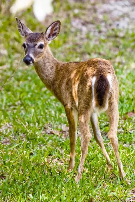Framed Print : Key deer, Odocoileus virginianus clavium, the smallest of the white-tailed deer Framed Print : Key deer, Odocoileus virginianus clavium, the smallest of the white-tailed deer
