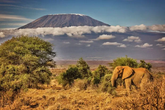 Framed Print : Kilimanjaro and elephant, Amboseli National Park Framed Print : Kilimanjaro and elephant, Amboseli National Park
