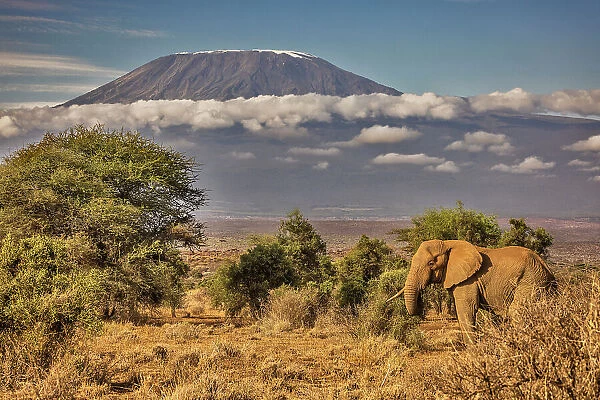 Kilimanjaro in morning with Elephant, Amboseli National Park, Africa