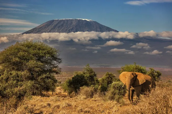 Framed Print : Kilimanjaro in morning with Elephant, Amboseli National Park, Africa