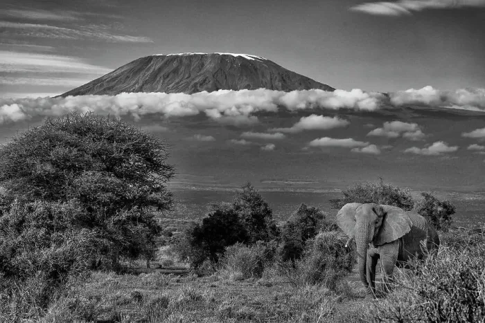 Framed Print : Kilimanjaro in morning with Elephant, Amboseli National Park, Africa Framed Print : Kilimanjaro in morning with Elephant, Amboseli National Park, Africa