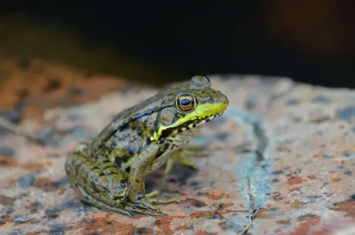 Framed Print : Killarney Provincial Park. Green frog at edge of pond