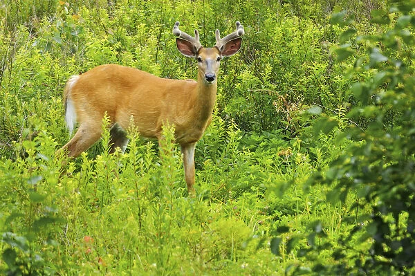 Killarney Provincial Park. White-tailed deer in meadow