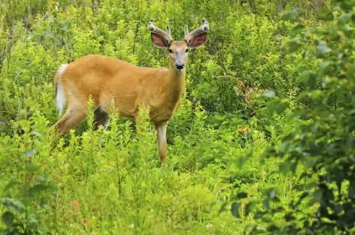 Framed Print : Killarney Provincial Park. White-tailed deer in meadow Framed Print : Killarney Provincial Park. White-tailed deer in meadow