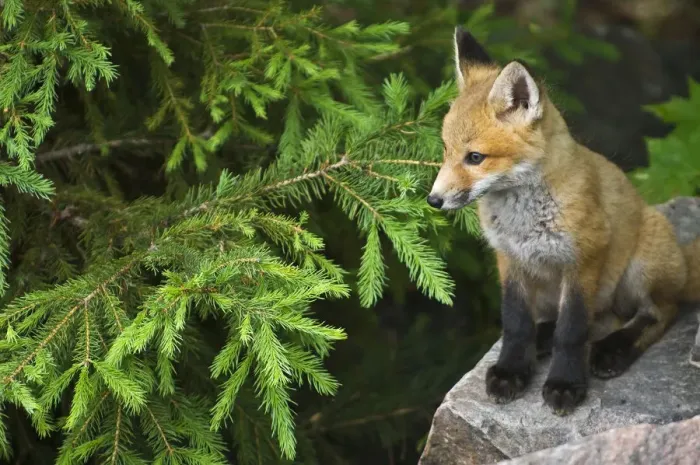 Framed Print : Killarney Provincial Park. Young red fox on rock Framed Print : Killarney Provincial Park. Young red fox on rock