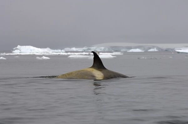 killer whale (orca), Orcinus orca, in the waters off the western Antarctic Peninsula