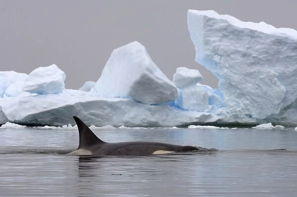 killer whale (orca), Orcinus orca, in the waters off the western Antarctic Peninsula