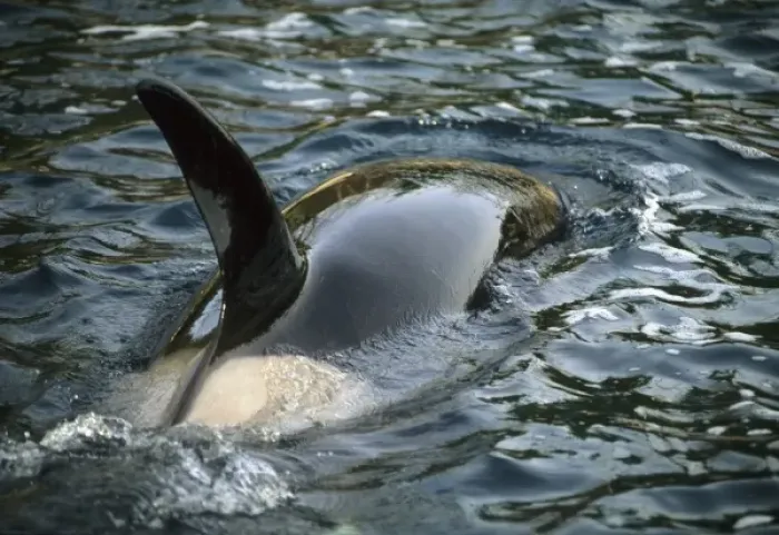 Framed Print : Killer Whale, Orca, (Orcinus orca), adult female at surface, Chatham Strait, SE Alaska, USA Framed Print : Killer Whale, Orca, (Orcinus orca), adult female at surface, Chatham Strait, SE Alaska, USA