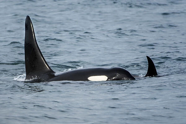 Killer whale or orca pod (Orcinus orca), Resurrection Bay, Kenai Fjords National Park, Alaska, USA