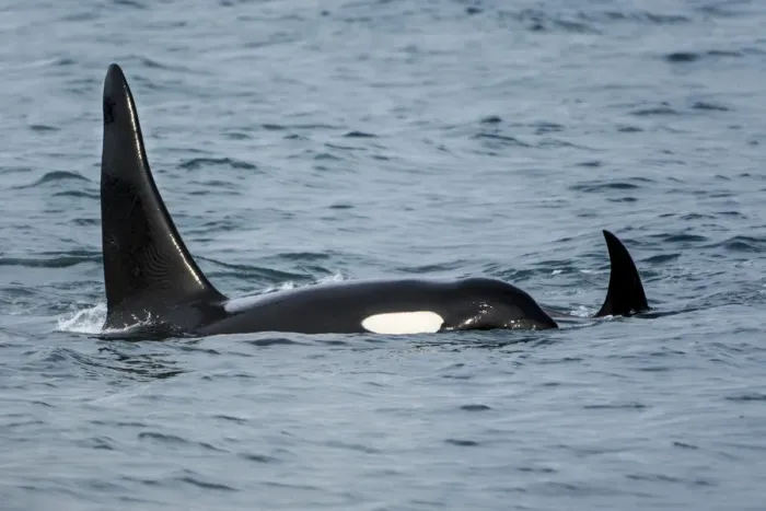Framed Print : Killer whale or orca pod (Orcinus orca), Resurrection Bay, Kenai Fjords National Park, Alaska, USA Framed Print : Killer whale or orca pod (Orcinus orca), Resurrection Bay, Kenai Fjords National Park, Alaska, USA