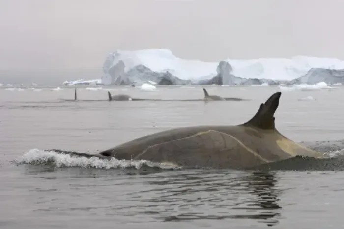 Framed Print : killer whales (orcas), Orcinus orca, pod traveling in waters off the western Antarctic Peninsula