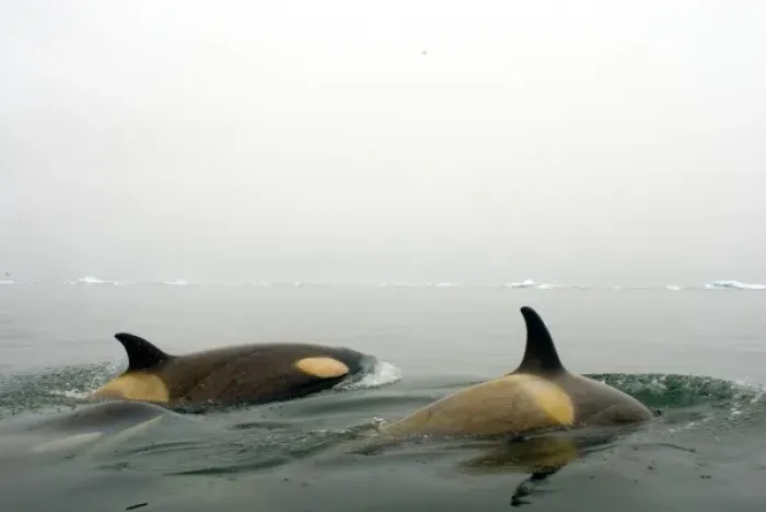 Framed Print : killer whales (orcas), Orcinus orca, pod traveling in waters off the western Antarctic Peninsula