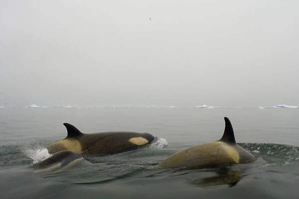 killer whales (orcas), Orcinus orca, pod traveling in waters off the western Antarctic Peninsula
