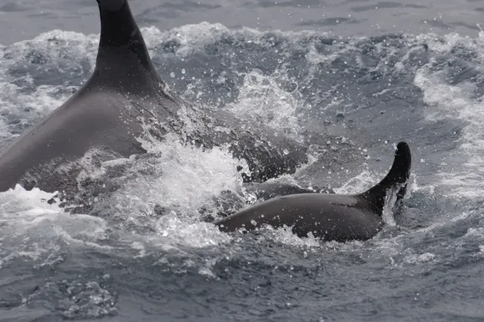 Framed Print : Killer Whales (Orcinus orca) Galapagos Islands ECUADOR. South America Framed Print : Killer Whales (Orcinus orca) Galapagos Islands ECUADOR. South America