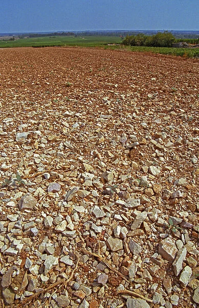 One kind of soil in Puligny Montrachet (vineyard being replanted), Bourgogne