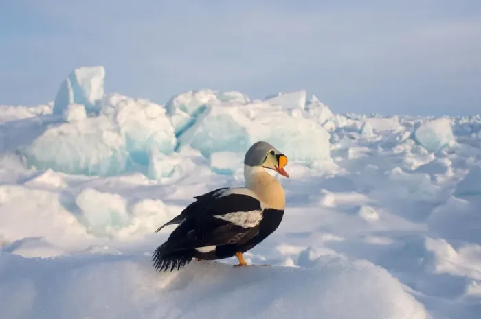 Framed Print : king eider, Somateria spectabilis, on jumbled ice over the frozen Chuckchi Sea, off Point Barrow
