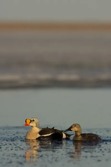 Framed Print : king eider, Somateria spectabilis, pair on a freshwater lake in the National Petroleum Reserves Framed Print : king eider, Somateria spectabilis, pair on a freshwater lake in the National Petroleum Reserves