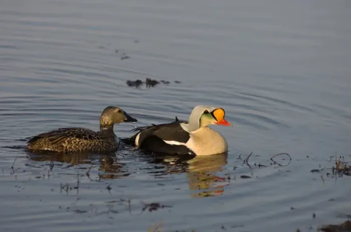 Framed Print : king eider, Somateria spectabilis, pair on a freshwater lake in the National Petroleum Reserves Framed Print : king eider, Somateria spectabilis, pair on a freshwater lake in the National Petroleum Reserves