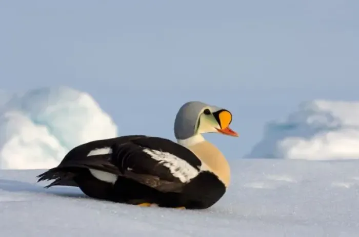 Framed Print : king eider, Somateria spectabilis, on jumbled ice over the frozen Chuckchi Sea, off Point Barrow Framed Print : king eider, Somateria spectabilis, on jumbled ice over the frozen Chuckchi Sea, off Point Barrow
