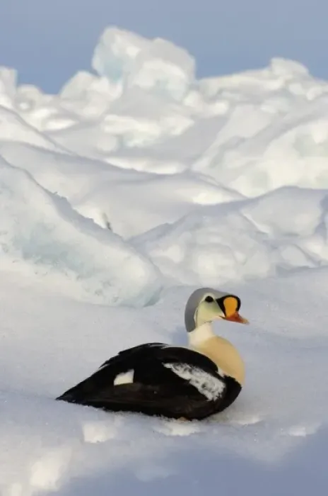 Framed Print : king eider, Somateria spectabilis, on jumbled ice over the frozen Chuckchi Sea, off Point Barrow