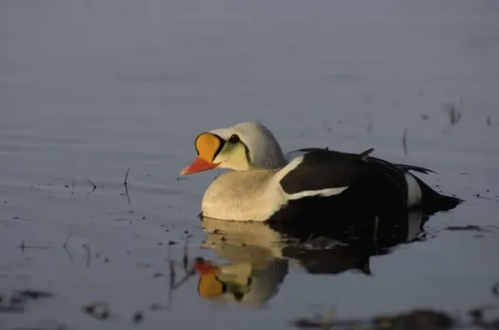 Framed Print : king eider, Somateria spectabilis, male on a freshwater lake in the National Petroleum Reserves