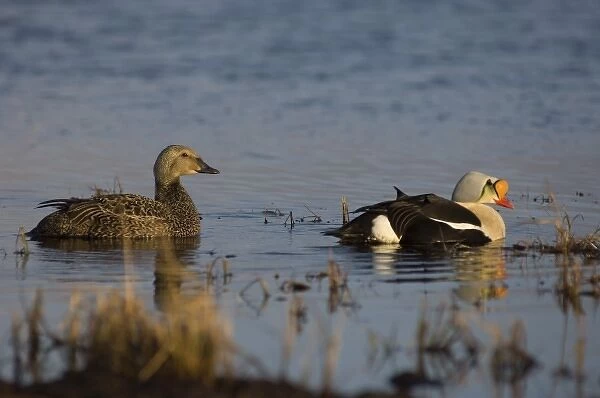 king eider, Somateria spectabilis, pair on a freshwater lake in the National Petroleum Reserves