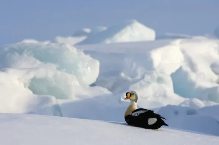 Framed Print : king eider, Somateria spectabilis, on jumbled ice on the frozen Chuckchi Sea, off Point Barrow