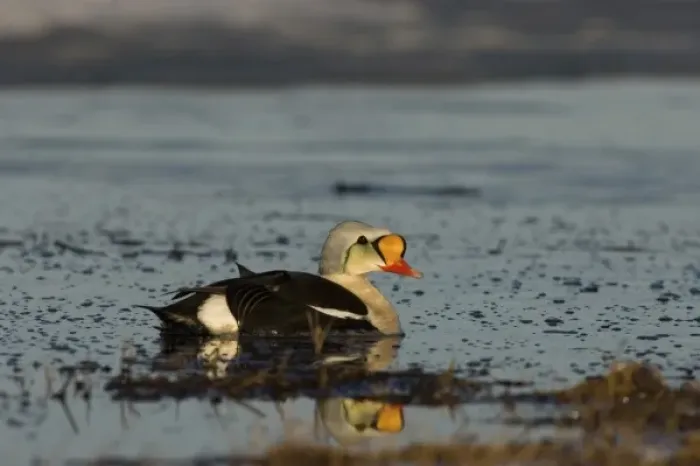Framed Print : king eider, Somateria spectabilis, male on a freshwater lake in the National Petroleum Reserves