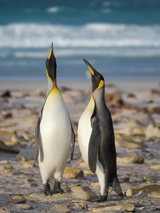 Framed Print : King penguin adults courtship display. South America, Falkland Islands, Saunders Island Framed Print : King penguin adults courtship display. South America, Falkland Islands, Saunders Island